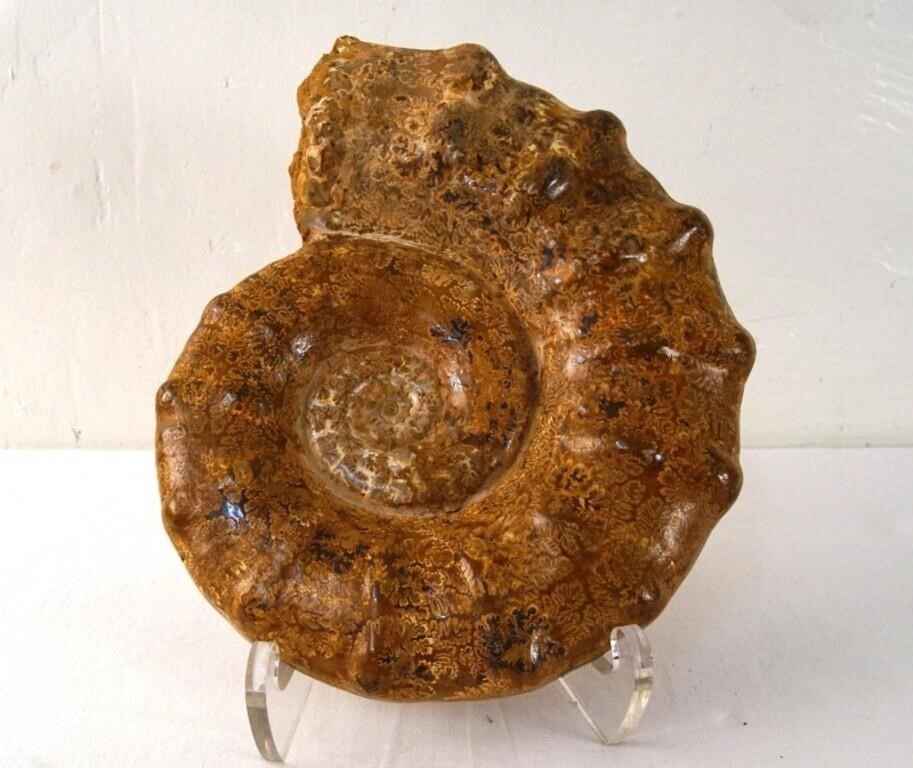 Jurassic 220-140 million years old-  Ammonite