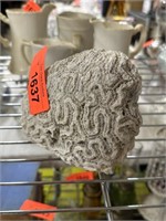 BRAIN CORAL MINERALIZED SPECIMEN