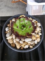 single Hens & chicks succulents in pots