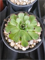 single Hens & chicks succulents in pots