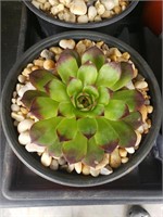 single Hens & chicks succulents  in pots
