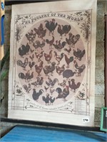 Chicken Varieties Canvas Wall Poster