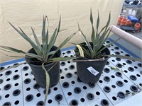 2 Lots of 1 ea Yucca Silver Anniversary 1 Gal