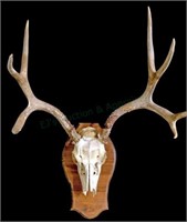 Mounted Taxidermy Deer Skull & Rack On Plaque