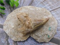 SHARK TOOTH IN MATRIX ROCK STONE LAPIDARY SPECIMEN