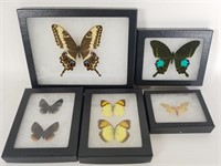 6 Preserved & Mounted Moths & Butterflies