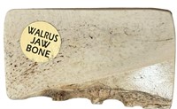 Walrus Bone Jaw