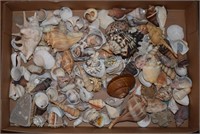 (S3) Lot of Various Seashells