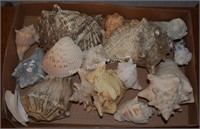 (S3) Lot of Large Seashells