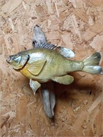 Bluegill fish mount on driftwood
