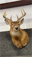 4X4 WHITETAIL  DEER MOUNT