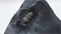 Pyritized Trilobite from New York 400 Ma VERY RARE