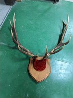 5 x 6 Elk Skull Plate Plaque Décor