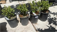 4 Lots /1ea 1 Gal Creme Brulee Potentilla