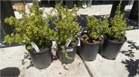 4 Lots /1ea 1 Gal Marmalade Potentilla