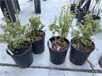 4 Lots /1ea 1 Gal Mandarin Tango Potentilla