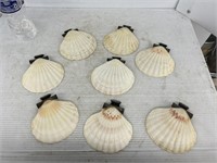 Lot of 8 large seashells