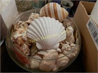 2 seashell lots
