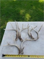Deer antlers
