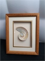 Shell Shadowbox Picture