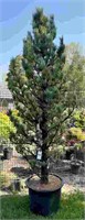 (1) Chalet Swiss Stone Pine - 25 gallon pot -