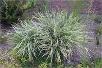 Cluster of Variegated flowering Grass