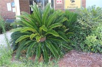 Sago Palm Plants