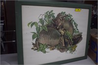 Signed Framed Armadillo Print by Richard Timm