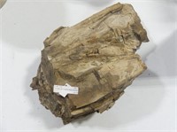 CHUNK OF FOSSILIZED WOOD