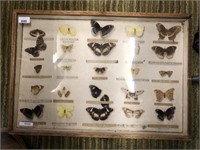 VINTAGE BUTTERFLY DISPLAY