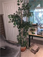 LARGE FICUS TREE IN PORCELAIN PLANTER