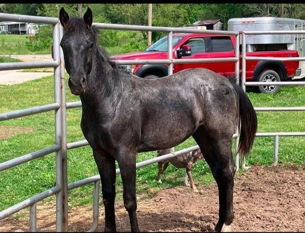 South Dixie Livestock Market Grand Opening Horse Sale