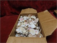 Nice box of seashells.