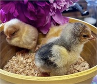 3 Unsexed-Standard Brahma Chicks