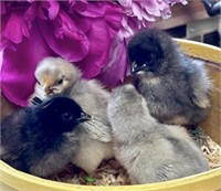 4 Unsexed-Hedemora Chicks-Very rare