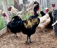 3 Unsexed-Turken Chicks