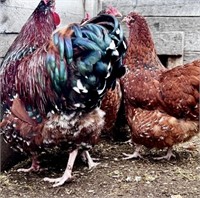 4 Unsexed-Jubilee Orpington Chicks