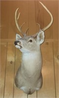 7 point mounted deer head