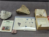 Fossils and Sharks Teeth,  Bison Tooth
