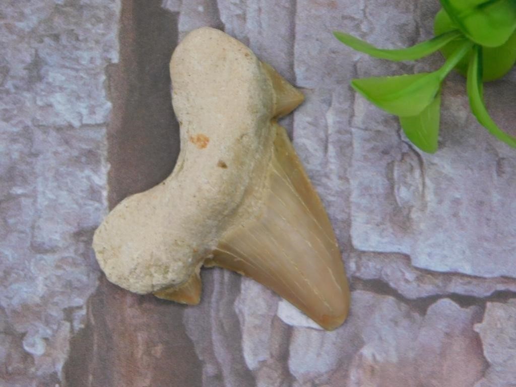 SHARK TOOTH ROCK STONE LAPIDARY SPECIMEN