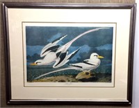 Tropic Bird By J.J. Audubon