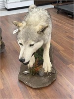 Pouncing Wolf Full Body Mount