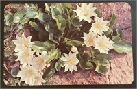 Vintage Montana State Flower RPPC Postcard