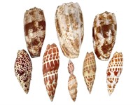 Sea Shells Mitre & Cones