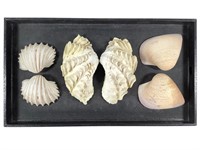 Complete Shells Giant Fluted & Clam RARE