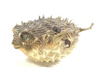 6" L Puffer Fish