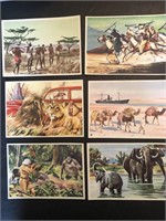 AFRICA (163) German SANELLA Margarine Cards 1952