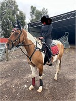 (VIC) WINSTON - ASH X TB GELDING