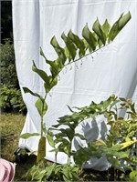 Solomon’s seal plant about 40 inches tall