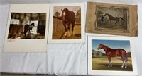 4 Horse Prints Various Sizes